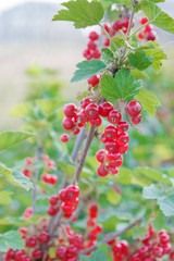 Red currant grows on a Bush in summer in Sunny weather
