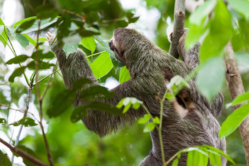 Fototapeta premium Three toed sloth in Costa Rica