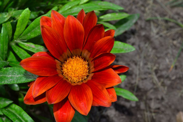 flower, zinnia, gazania, petals, color, nature, orange, red, garden, green, plant, flora, macro, sunflower, daisy,  design, textured, illustration, backdrop, abstraction, graphics, yellow, summer, 