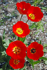 Six red tulips on a sunny day