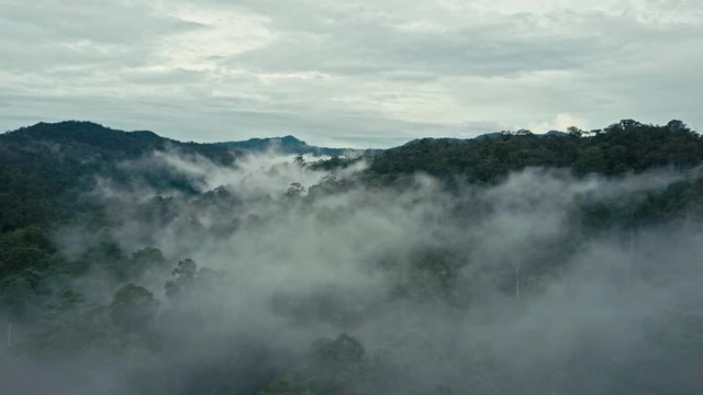 Aerial drone footage of the rainforest at Sabah, Borneo, Malaysia