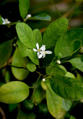 orange blossom at orange tree