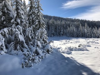 Fresh snow covers fields and fir trees in Oregon's Willamette National Forest on a sunny winter day.