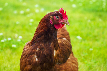 Lovely, brown chicken on a green grass.