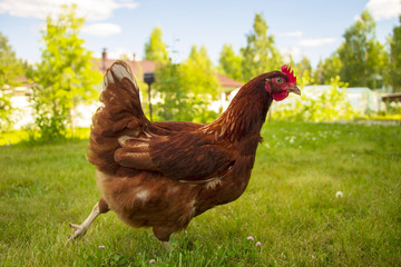 Lovely, brown chicken on a green grass.