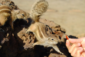 Obraz premium African ground squirrel on the Canary Island Fuerteventura