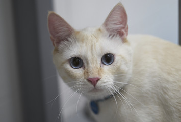 White cat with blue eyes