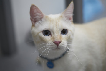 White cat with blue eyes