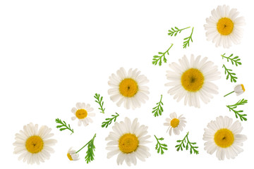 Fototapeta premium chamomile or daisies with leaves isolated on white background with copy space for your text. Top view. Flat lay
