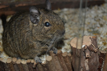 Degu
