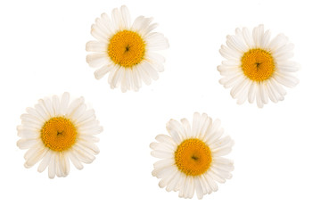 four chamomile or daisies isolated on white background. Top view. Flat lay