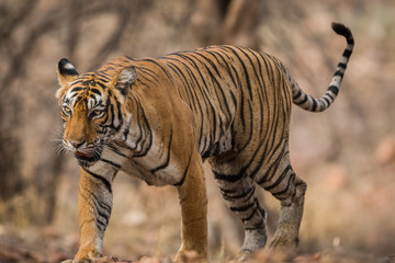An experienced, dominating and beautiful Tigress from Ranthmbore National Park