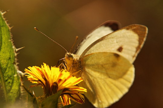 Fototapeta Clouded White butterfly feeding from dandelion in evening sunshine