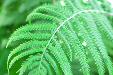nature view of green leaf in garden. Natural green plants landscape using as background or wallpaper concept.