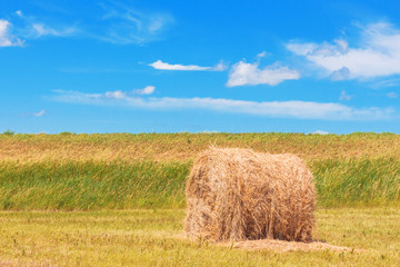 Hay bale. Agriculture field with sky. Straw on meadow. Wheat yellow golden harvest in summer. Concept Grain crop, harvesting.