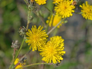 Blühendes Habichtskraut, Hieracium
