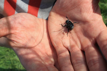 Carrion beetle on a branch, eat up the remains of a snail shell.