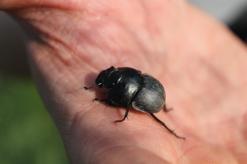 Carrion beetle on a branch, eat up the remains of a snail shell.