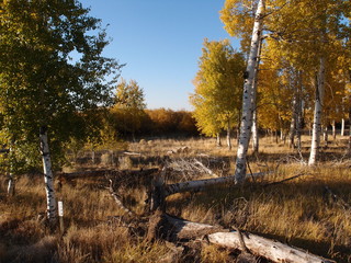 Bright colored leaves in their fall colors 