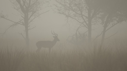 Impala in the fog