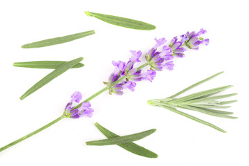 Fototapeta premium Twig of lavender with leaf isolated on a white background. Top view. Flat lay pattern