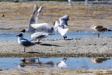 Ornithological Park of Marquenterre, in the Bay of Somme