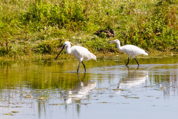 Ornithological Park of Marquenterre, in the Bay of Somme