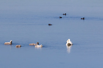 Ornithological Park of Marquenterre, in the Bay of Somme