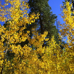 Fototapeta premium Bright colored leaves in their fall colors 