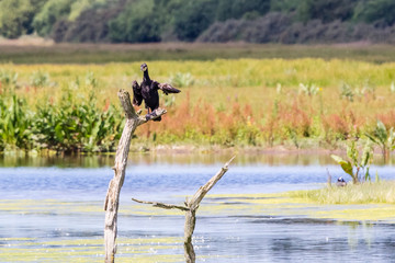 Ornithological Park of Marquenterre, in the Bay of Somme
