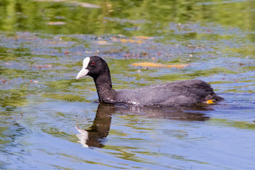 Ornithological Park of Marquenterre, in the Bay of Somme