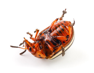 Colorado Potato Beetle lying on the back isolated on white background