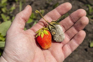 Ripe and rotten strawberries in the farmer hand
