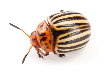 Colorado Potato Beetle isolated on white background