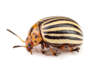 Colorado Potato Beetle isolated on white background