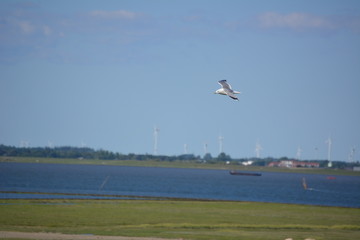 Möwe auf Futtersuche
