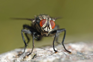 Flesh fly (Sarcophaga)