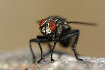 Flesh fly (Sarcophaga)