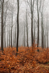 Naked trees and orange leaves in autumn woods