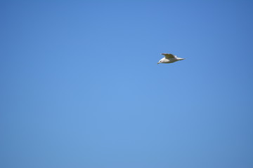 Möwe auf Futtersuche