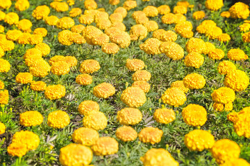 Glade with yellow flowers