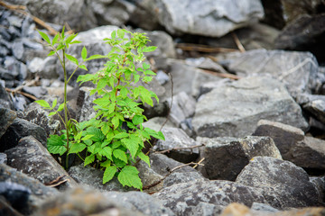 Raspberry on the rocks
