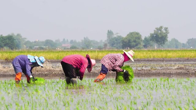 Thai farmer working plant rice in farm of Thailand