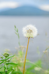 White dandelion on a background of lake
