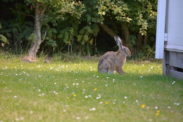 Hase im Gras