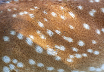 Animals - skin sika deer cervus abstract background