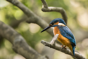 Guarda Rios