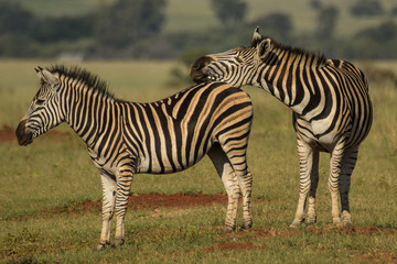 Fototapeta na wymiar Snoozing Zebra