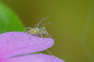 A jumping spider in nature background.macro spider.