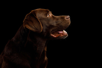 Portrait of Brown Labrador retriever dog looking up on isolated black background, profile view